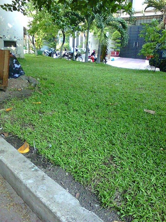 Cần tiền nên bán gấp căn nhà 3.25 tỷ, 4x19.5m đường Tô Hiệu, P.Hiệp Tân, Q.Tân Phú (Có giếng trời)