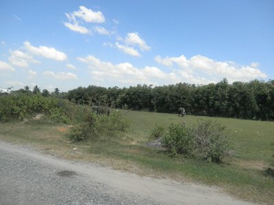 Mặt Tiền Đường Gò Cát, 11tr/M2,Q.9.Xdtd