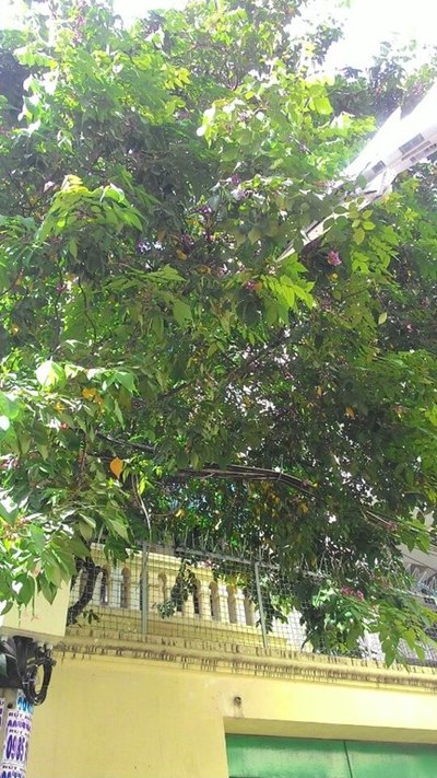 Bán nhà Q1-HXH Điện Biên Phủ 4x22m 3 lầu ST nhà đẹp GIÁ 11.6 tỷ/TL