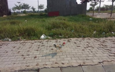 Đất nền đối diện hồ sinh thái bìnhchánh