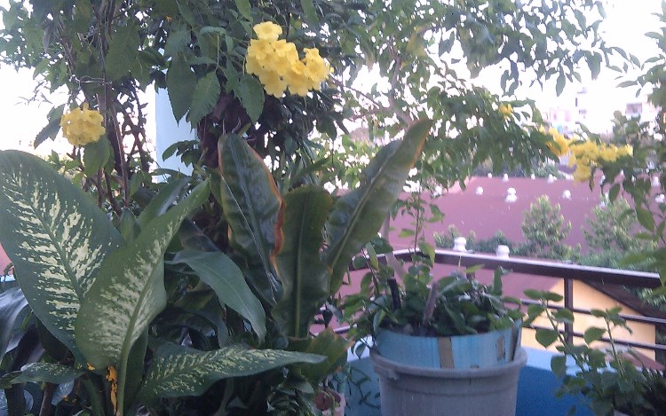 Bán nhà MT Phan Bội Châu P.Bến Thành-Q1, 4x26